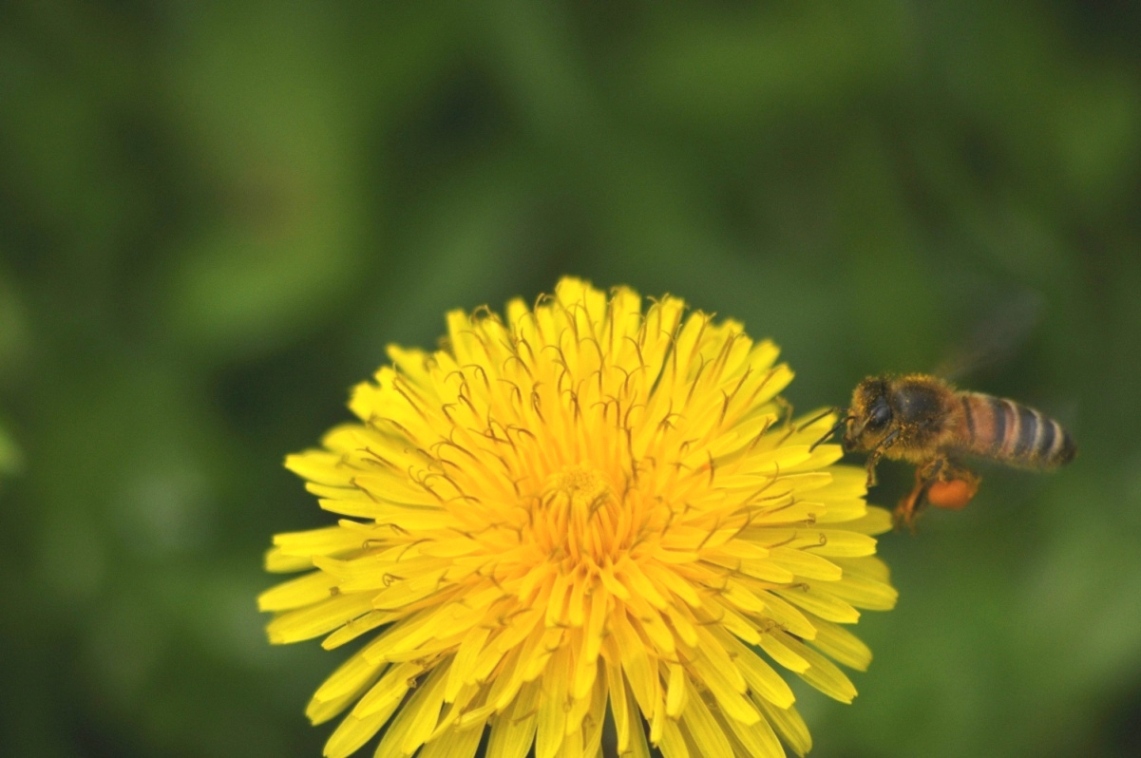 Apis mellifera