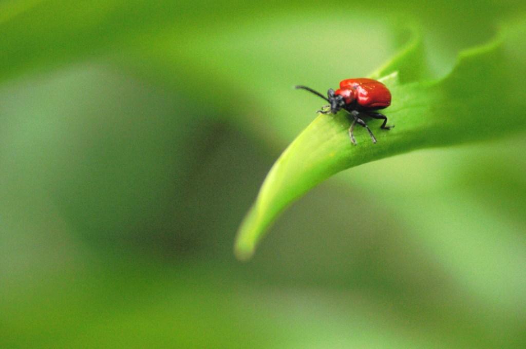 Lilioceris lilii