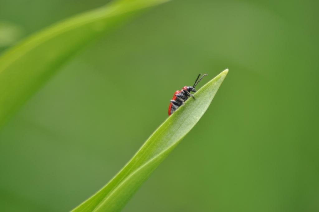 Lilioceris lilii