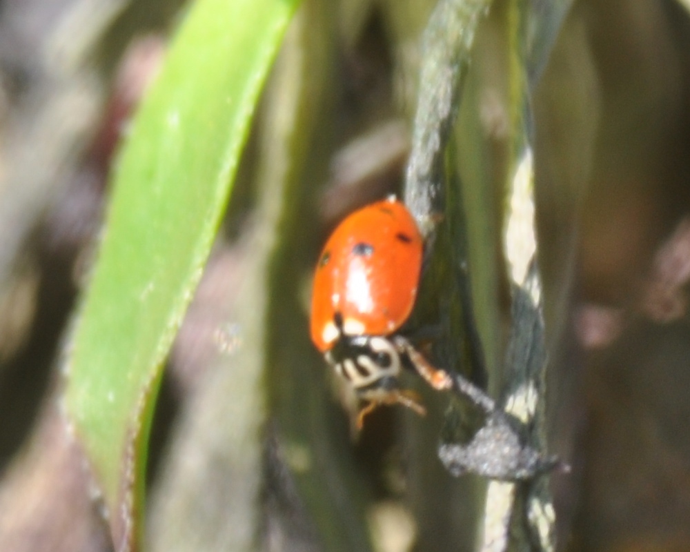 Coccinella: Hippodamia variegata