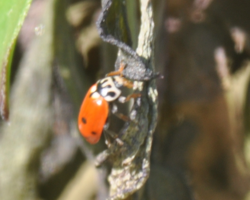 Coccinella: Hippodamia variegata