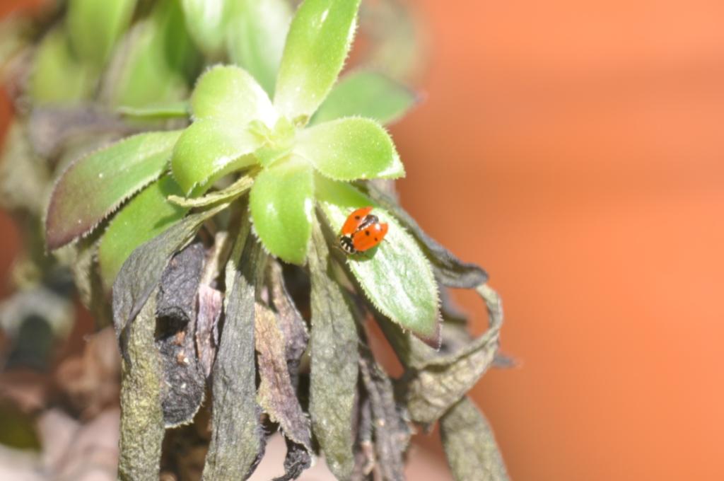 Coccinella: Hippodamia variegata