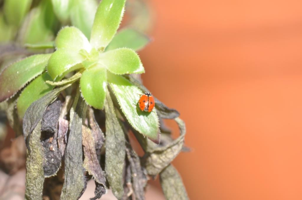 Coccinella: Hippodamia variegata