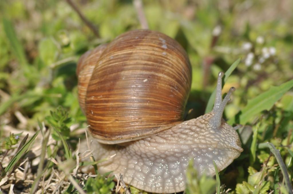 Helix pomatia ?