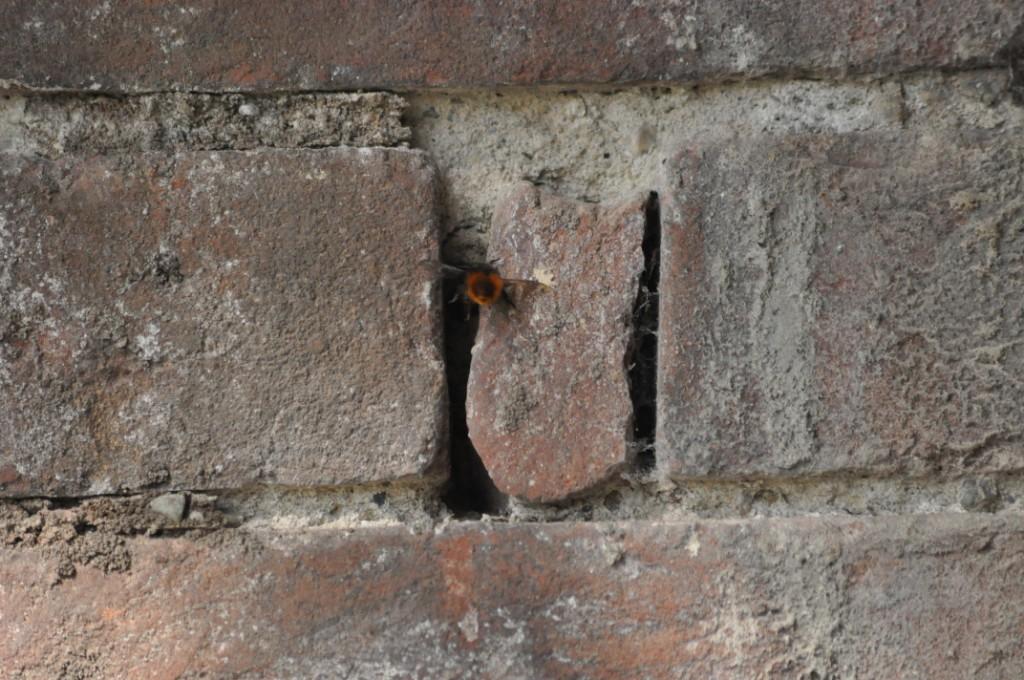 Osmia cornuta (Apidae Megachilinae)