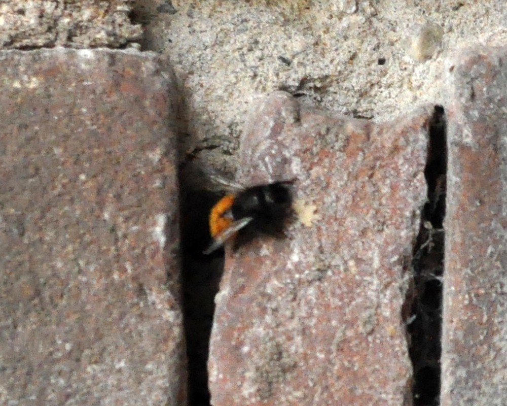 Osmia cornuta (Apidae Megachilinae)