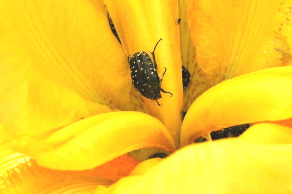 Oxythyrea funesta
