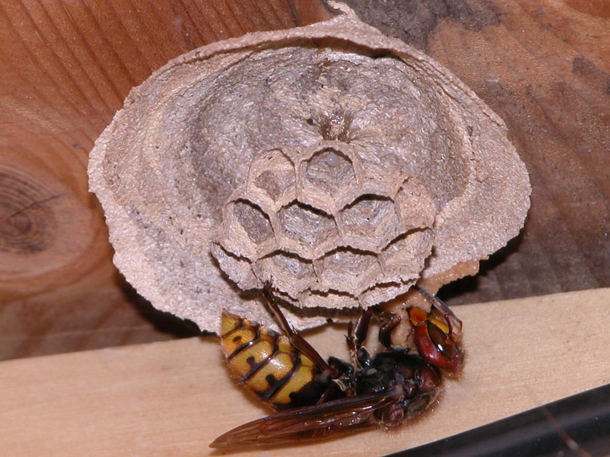 Vespa crabro e nido