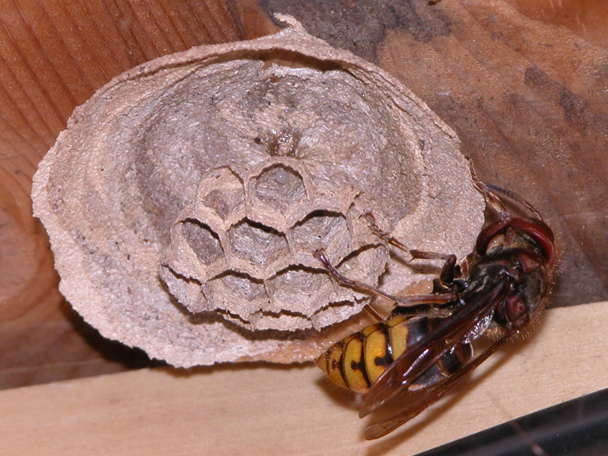 Vespa crabro e nido