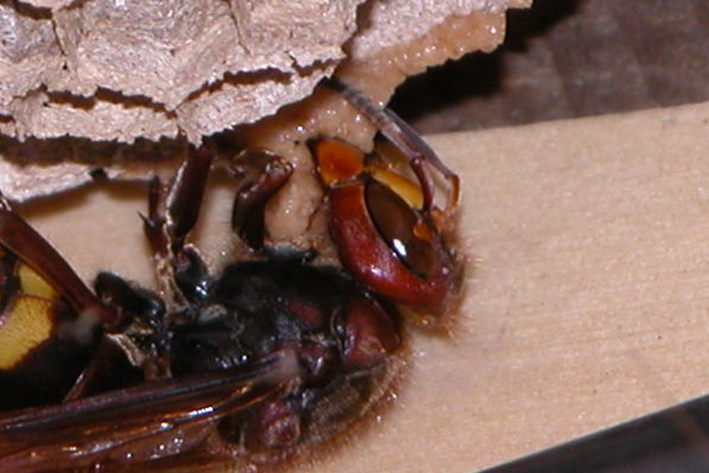 Vespa crabro e nido