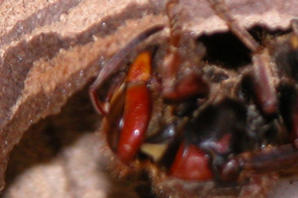 Vespa crabro e nido