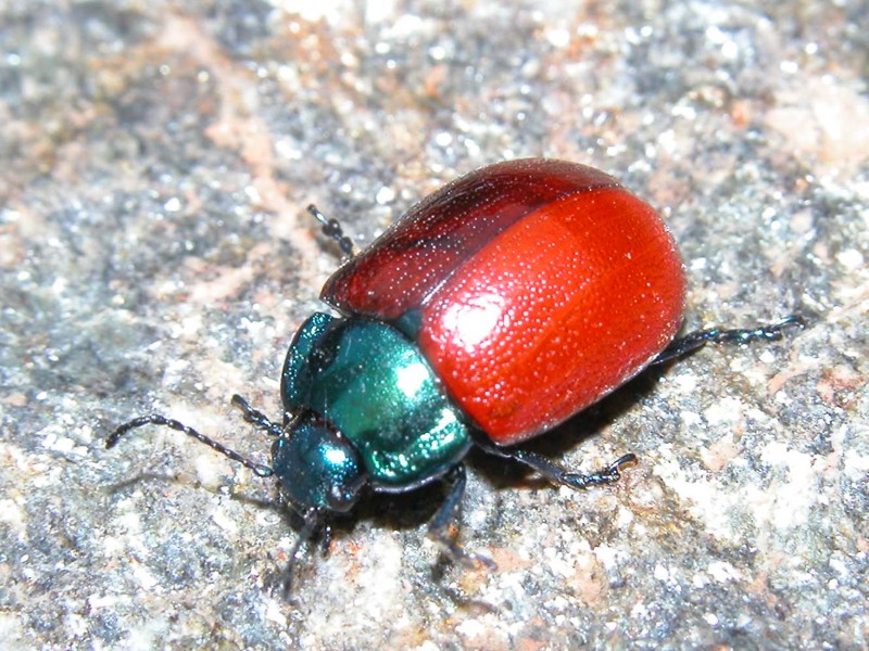 Chrysolina grossa?