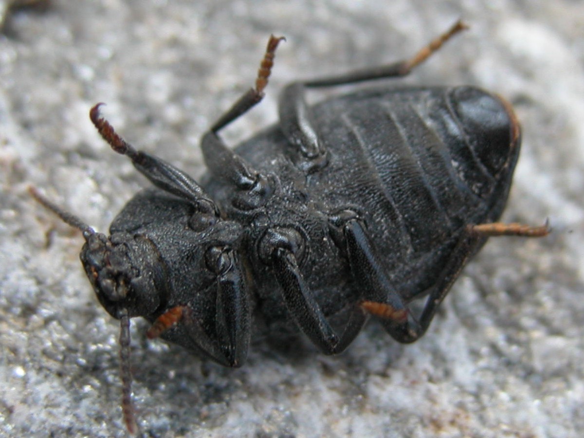 Tenebrionide?  Dendarus coarcticollis
