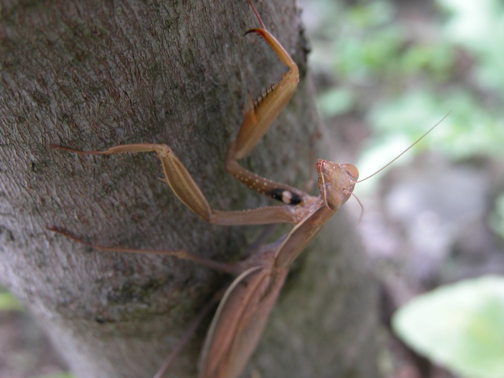 Mantis religiosa