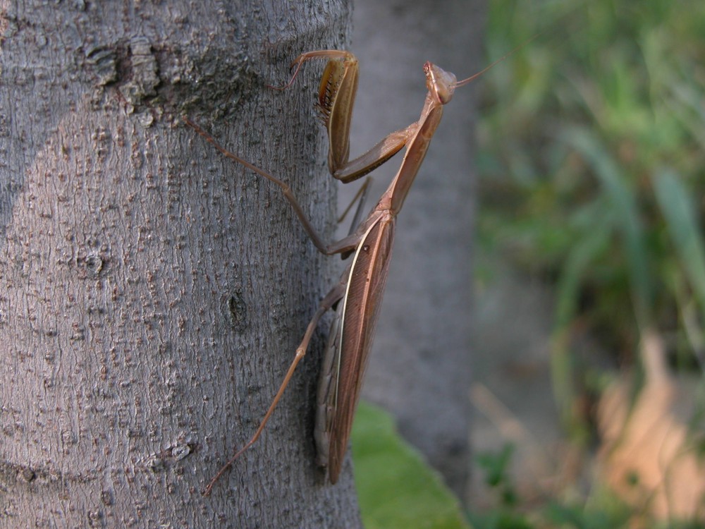 Mantis religiosa