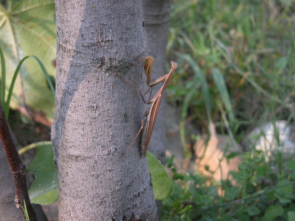 Mantis religiosa