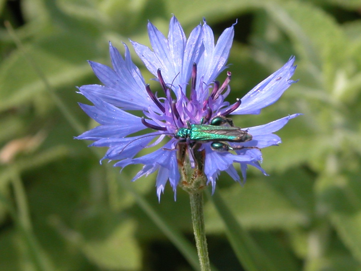 Oedemeride: Oedemera nobilis