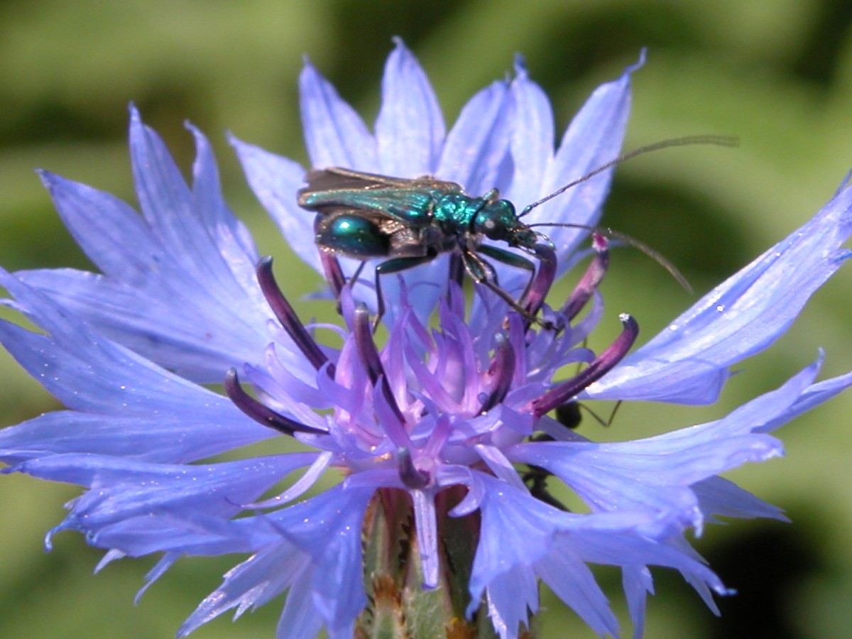 Oedemeride: Oedemera nobilis