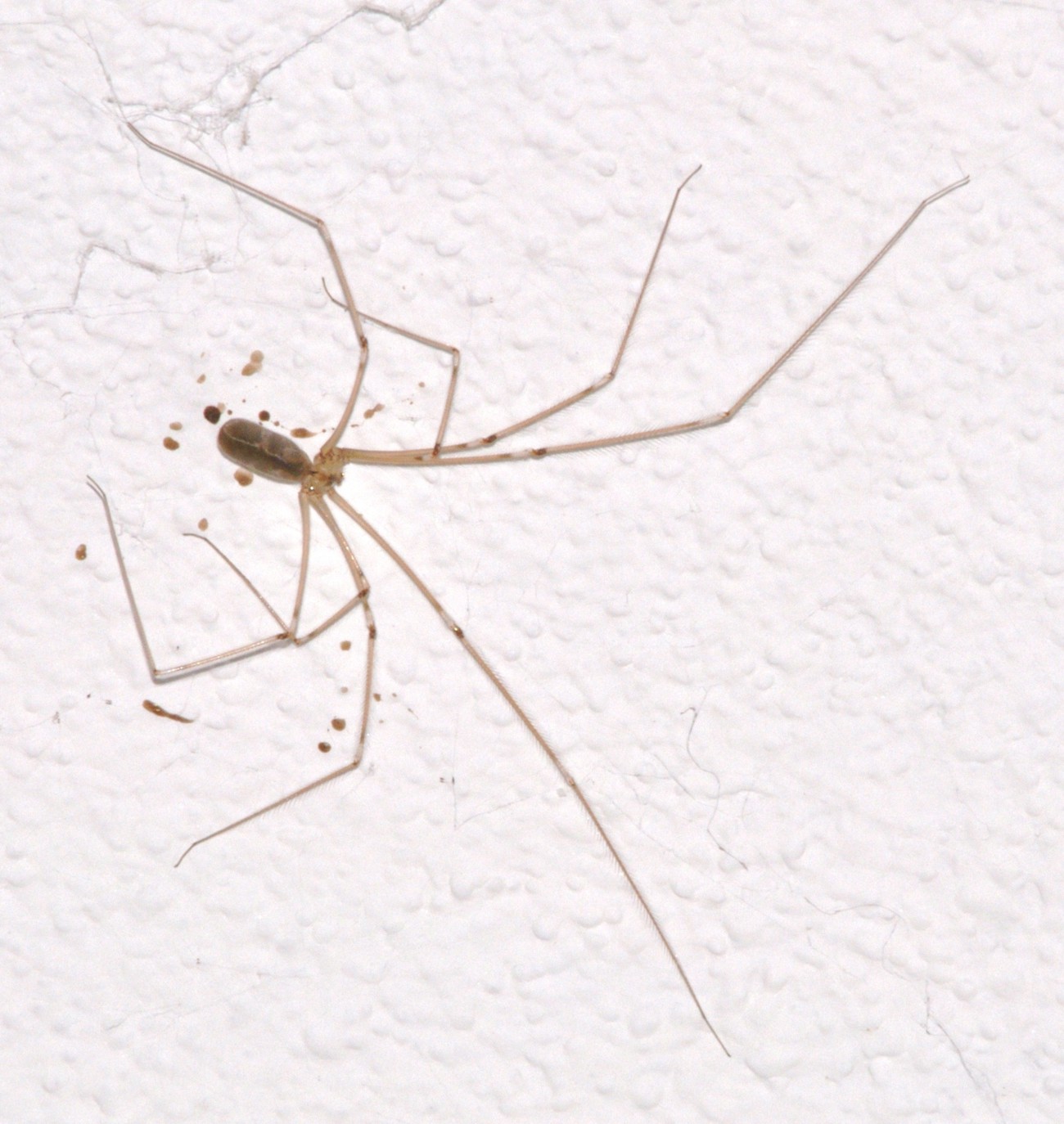 Pholcus phalangioides