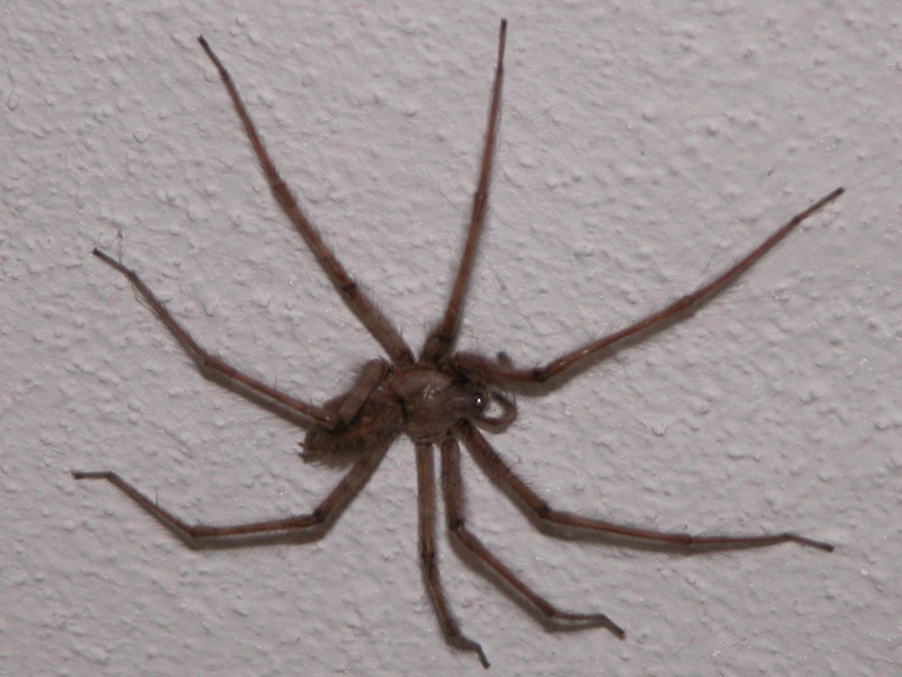 Tegenaria sp.