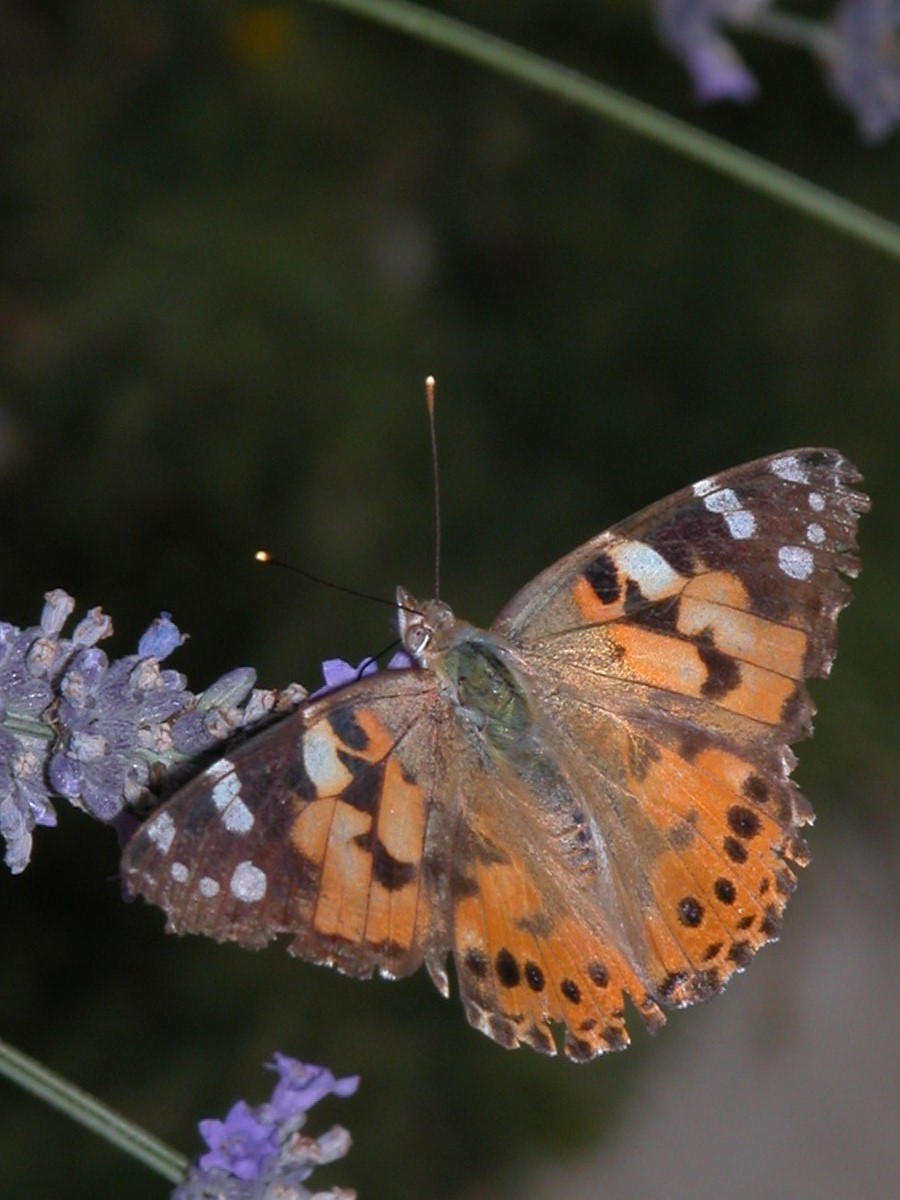 Vanessa cardui