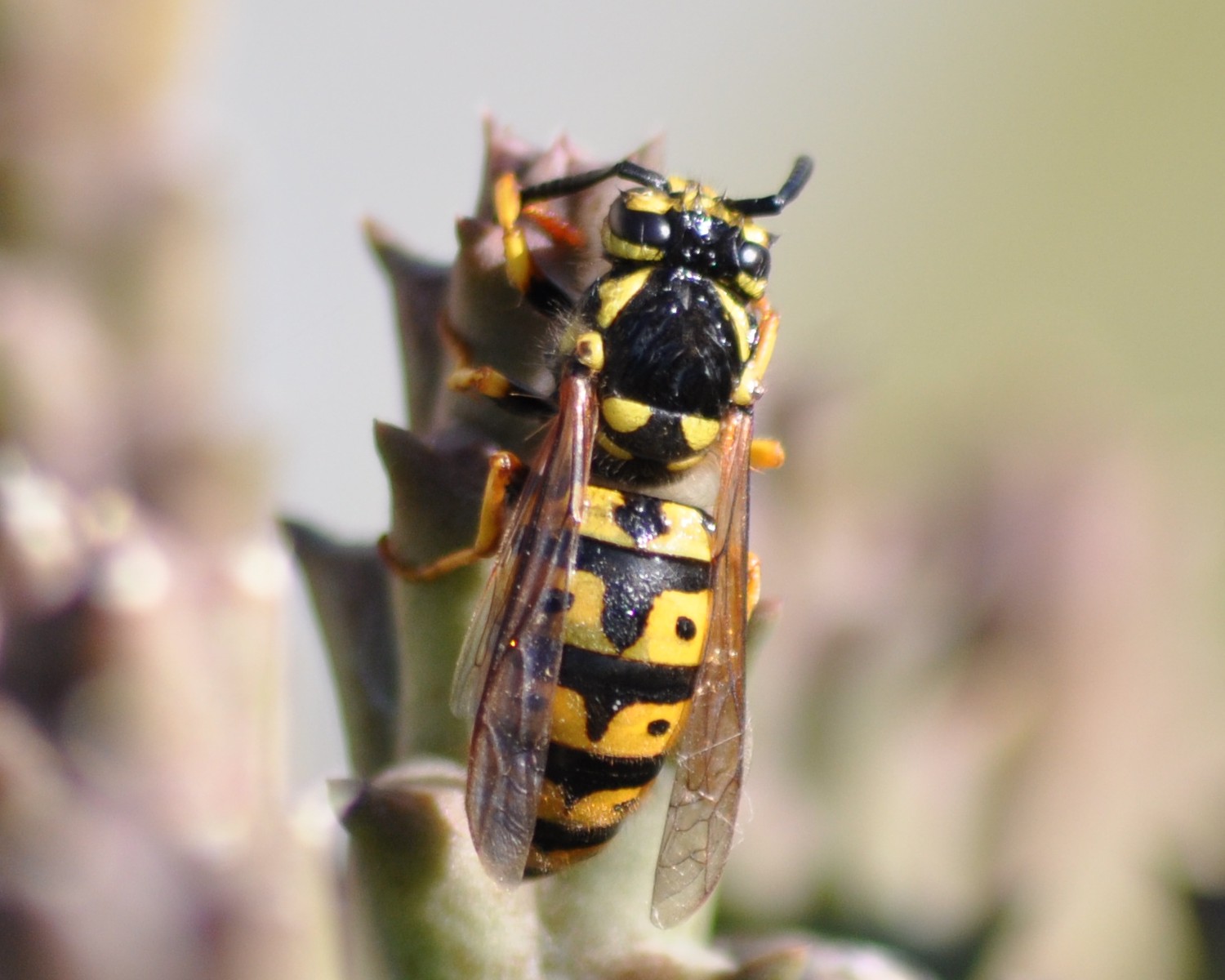 Vespula germanica