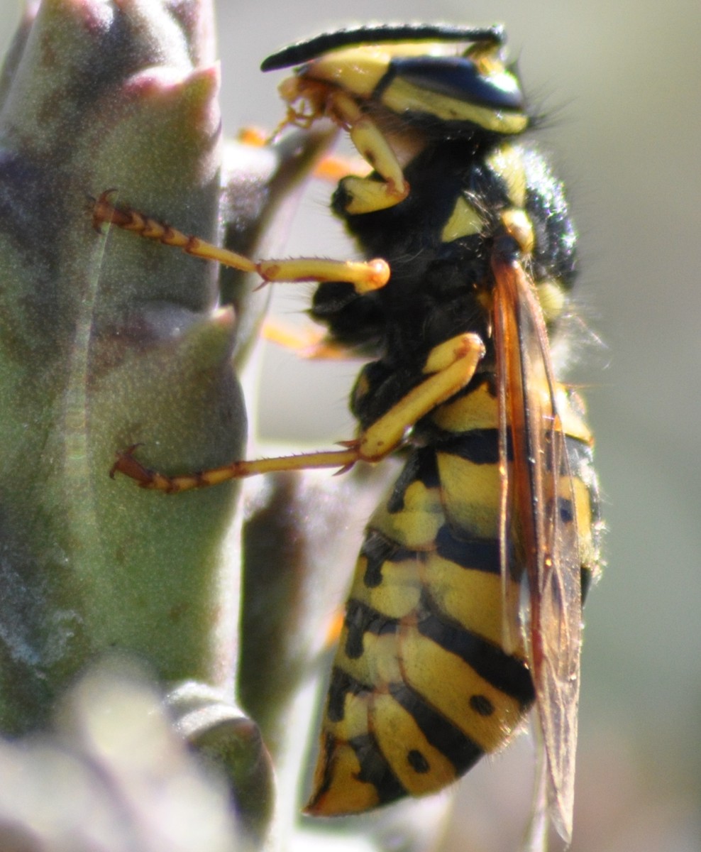 Vespula germanica