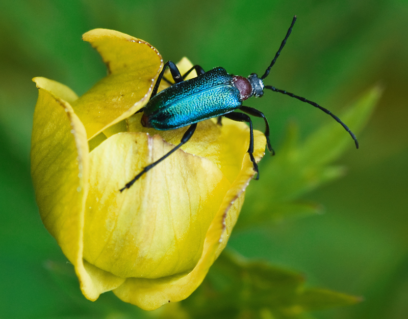 Gaurotes virginea della Val Trompia (BS)