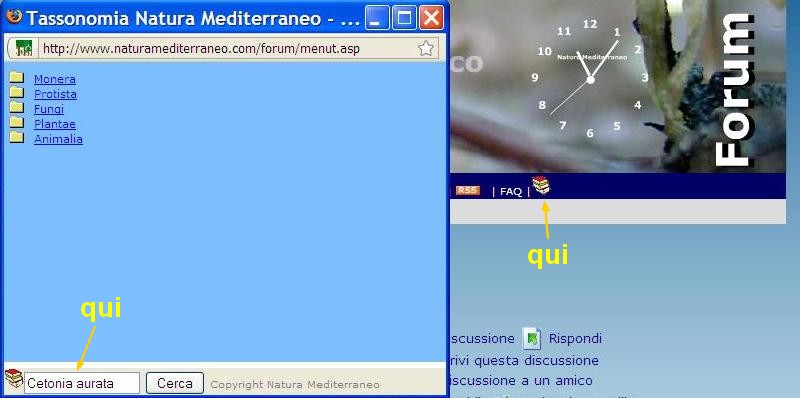 Help me!!!!  Larve di Cetonia aurata