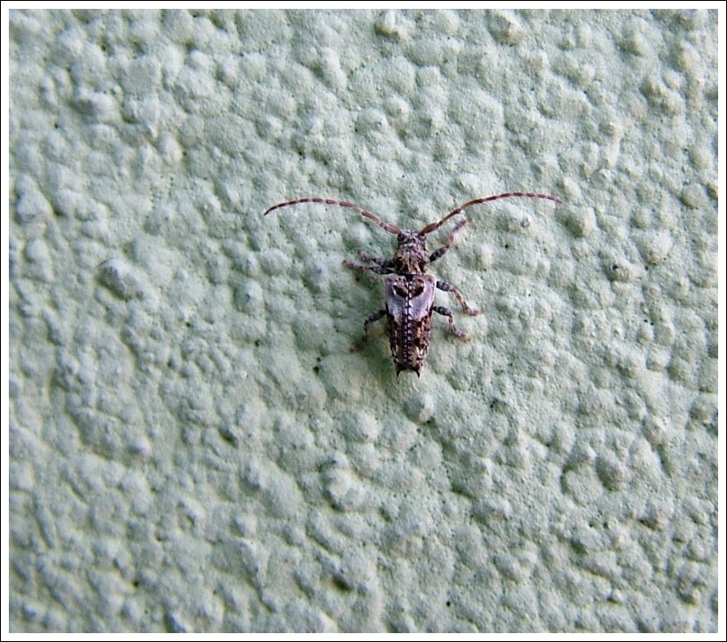 Pogonocherus hispidus (Cerambycidae, Lamiinae)