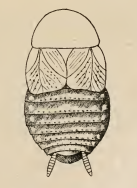 Capraiellus panzeri o tamaninii