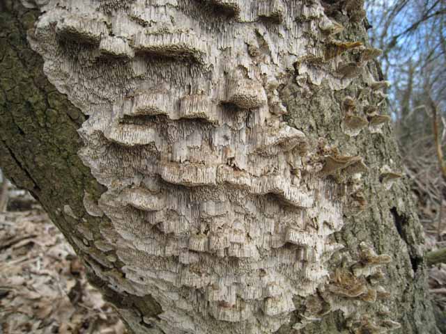 Aphyllo da determinare