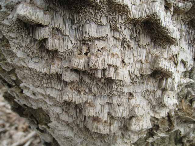 Aphyllo da determinare