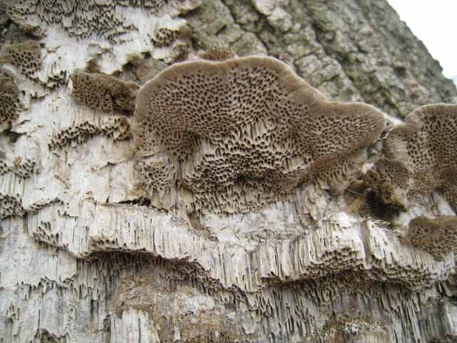 Aphyllo da determinare