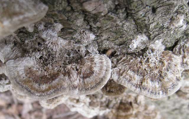 Aphyllo da determinare