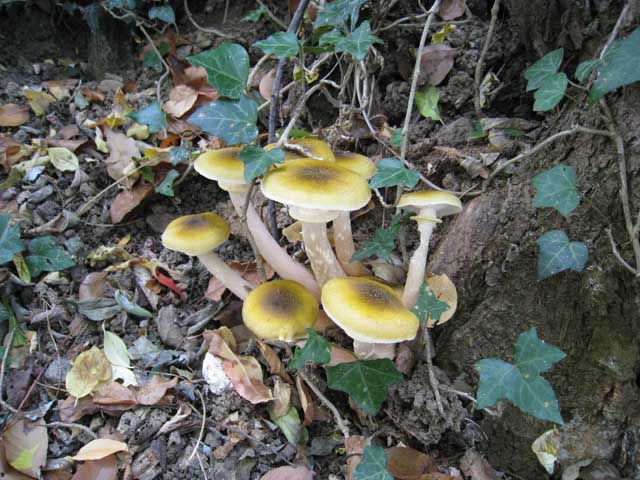 Strana Armillaria