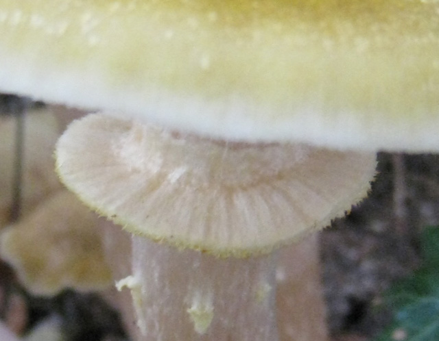 Strana Armillaria