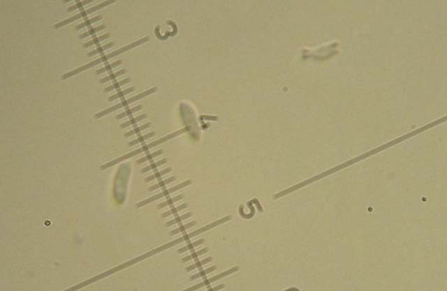 Aphyllo da determinare