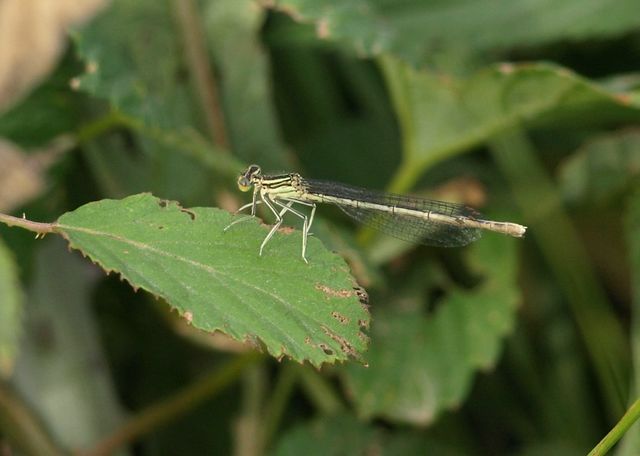 PLATYCNEMIS PENNIPES (femmina)