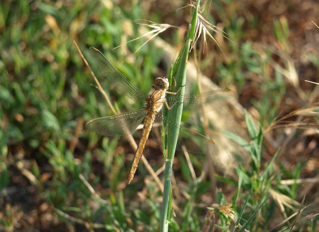 Da identificare - Orthetrum brunneum