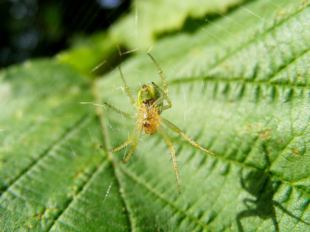Salve, mi presento con un Araniella sp. (cucurbitina)