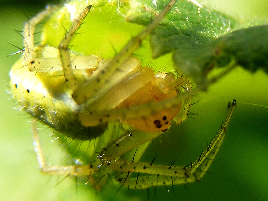 Salve, mi presento con un Araniella sp. (cucurbitina)