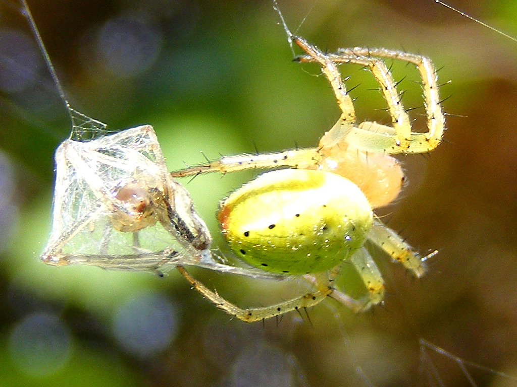Salve, mi presento con un Araniella sp. (cucurbitina)