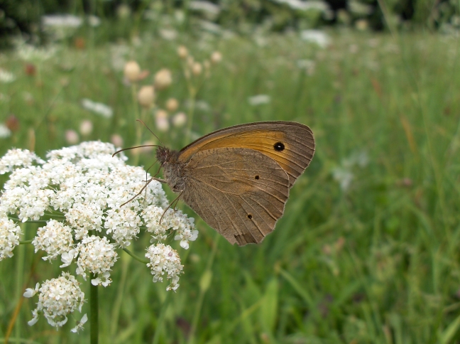 Riserva Naturale della Bessa (BI) - Estate 2009