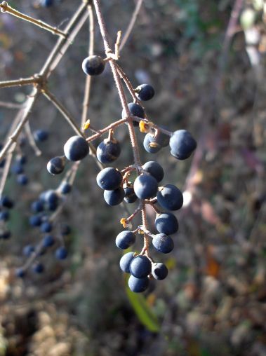 Ligustrum vulgare