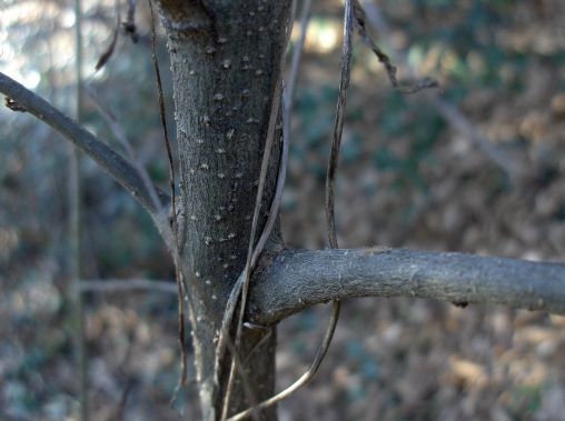 Ligustrum vulgare