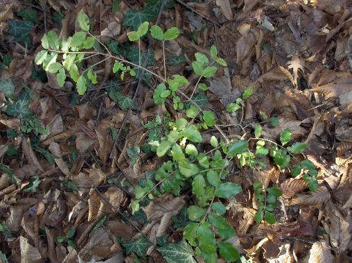 Ligustrum vulgare