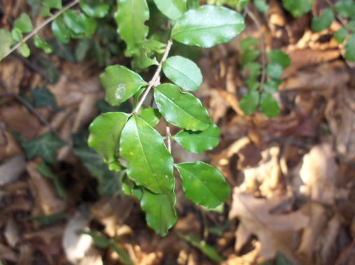 Ligustrum vulgare