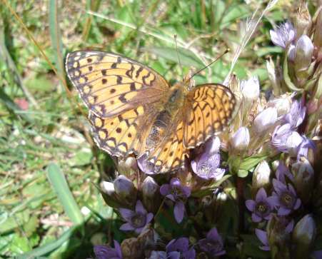 Da determinare - Nymphalidae