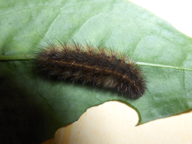 Arctiidae da identificare